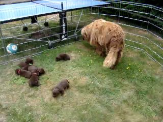 chiots terre neuve marron bronze de l'élevage de VALOYAN