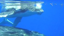 Swimming With Humpback Whales in Tonga