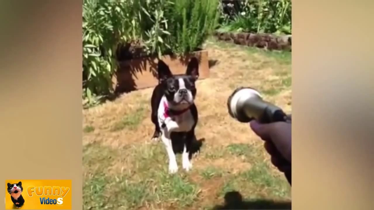 Funny Dog Video 2014