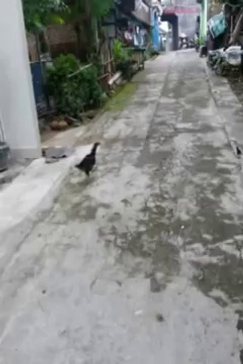 Terbaru 2014 Di Solo Ditemukan Ayam Aneh Yang Bulunya Terbalik _ Menjadi Tontonan Warga Sekitar-StandUp Comedy