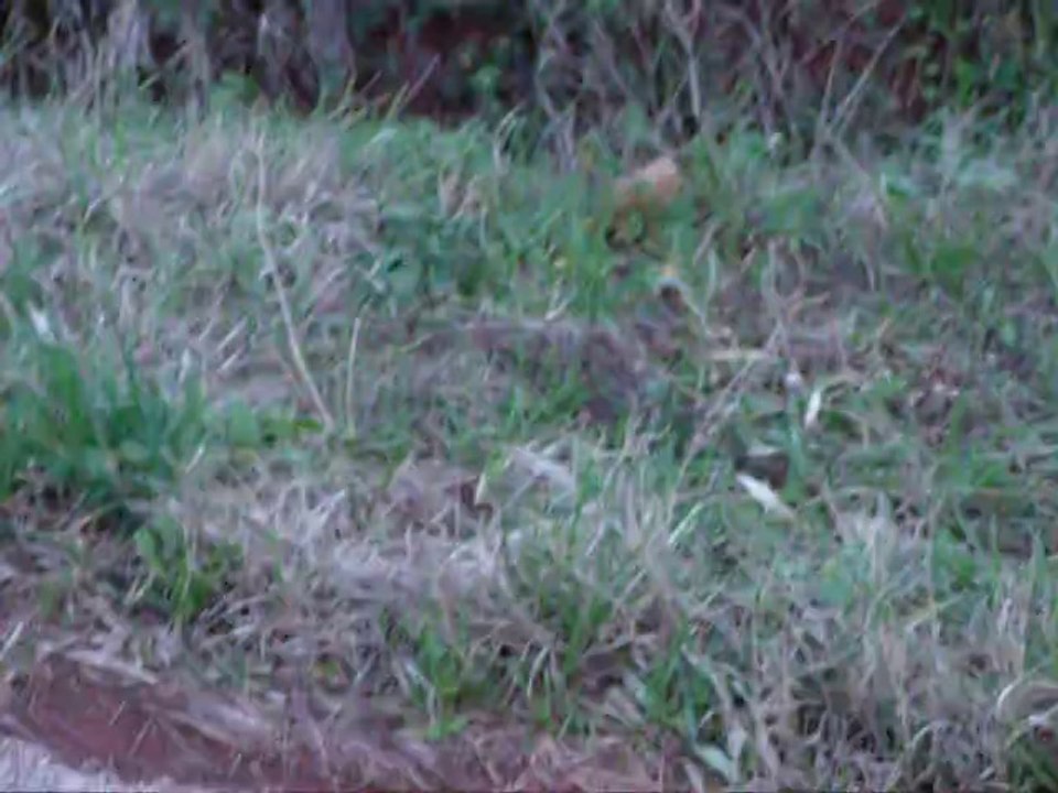 Avions 19 - Petit coucou 12 (avec sprint) - Janvier 2014