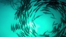 TUNA TORNADO - Huge Swarm of Jack Fish Dwarf Scuba Diver