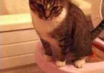 Cat Uses the Bathroom Like a Human