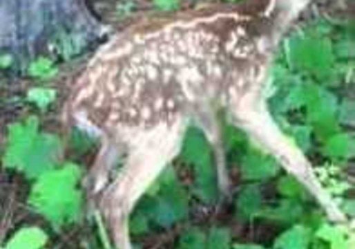 Newborn Deer Rescued From Georgia Lake