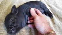 Micro pigs are amazing