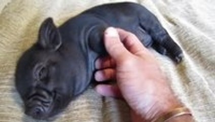 Micro pigs are amazing