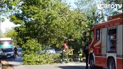 Icaro Tv. Albero abbattuto dal vento a Cattolica, strada bloccata