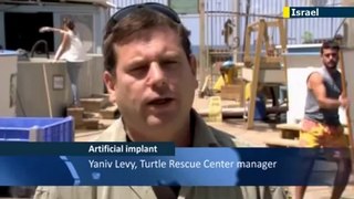 Israeli hi-tech aid for injured turtle- rare Green Turtle given new Israeli-engineered flipper