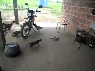 Badass Cat vs Snake - Unexpected ending! LOL