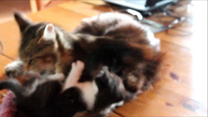 Vidéo Perle et Génie