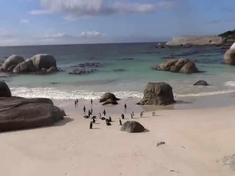 Les manchots à Simon's Town
