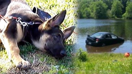 Overzealous Puppy Drives Car into Pond