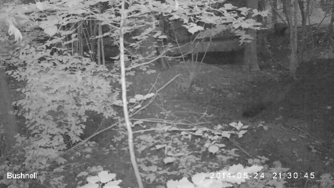 Début de nuit pour 3 blaireaux, course poursuite ;-)