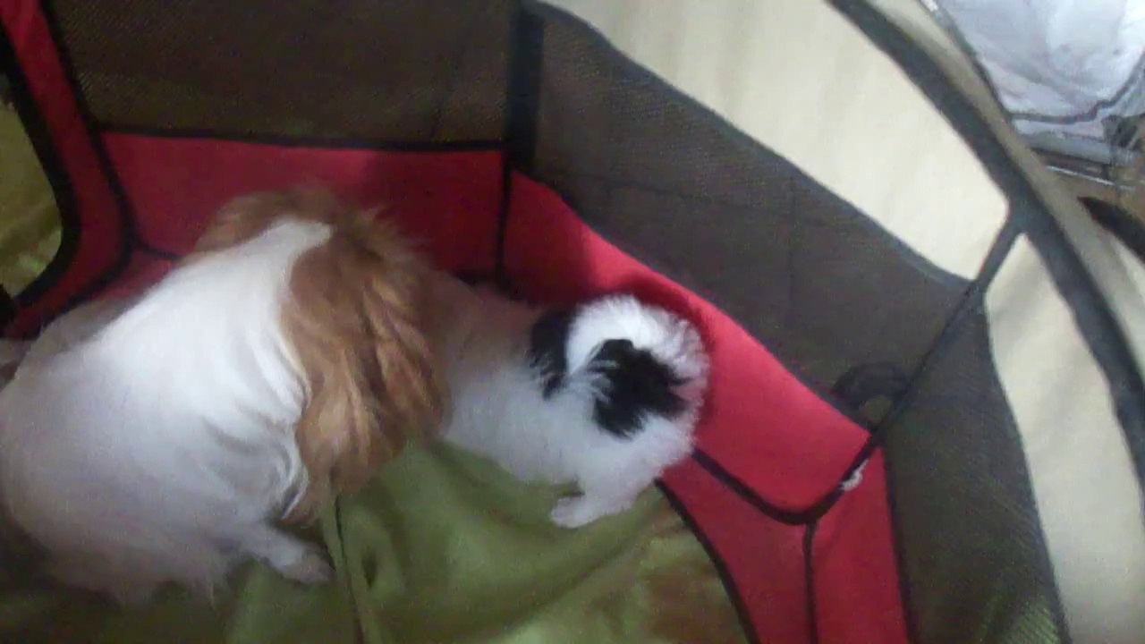 M4H04663 Les grands et les petits épagneuls japonais!