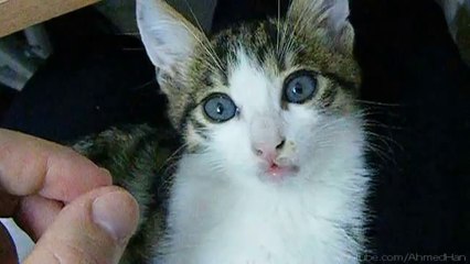 Uyuyan Kedinin Ağzına Tavuk Koyarsan