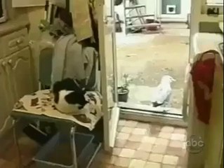 kedinin mamasını yiyen martı