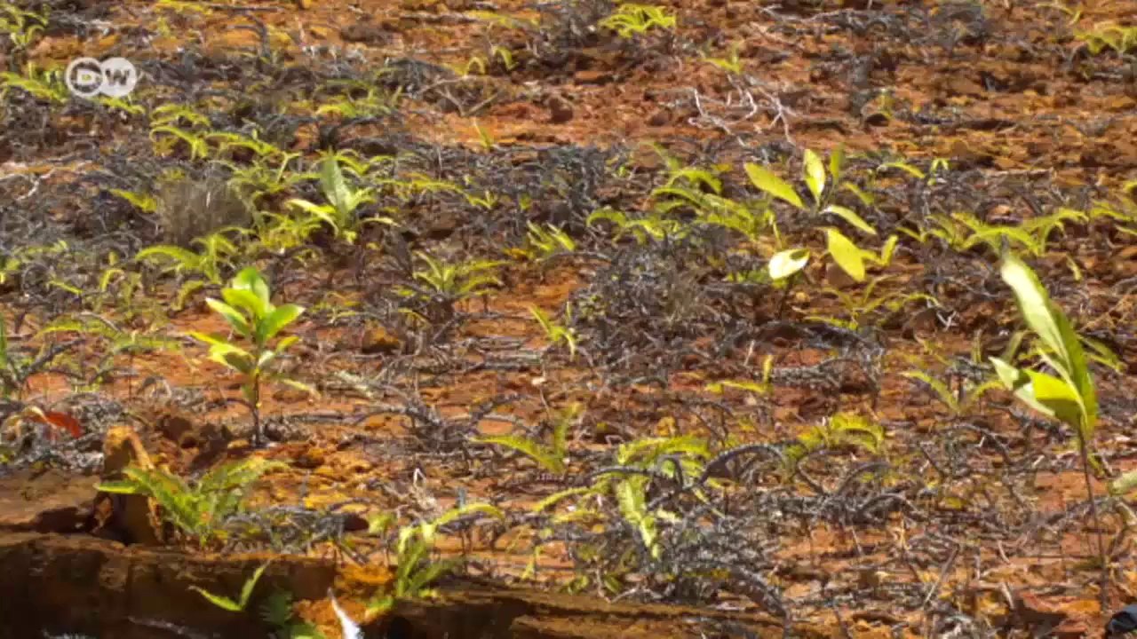 Palaus Artenvielfalt über und unter Wasser erhalten | Global ideas