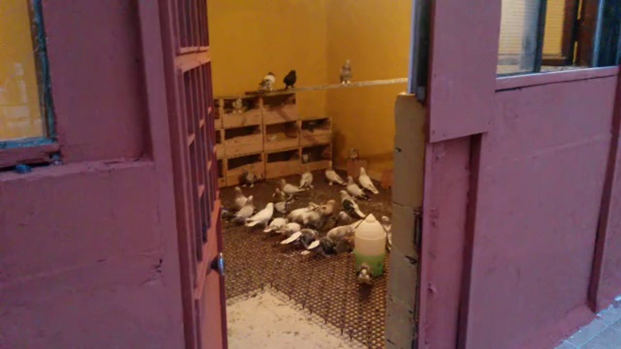 Guvercin- sampanya- Menekse