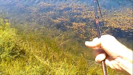 Largemouth Bass Fishing Double up Yamamoto Senko