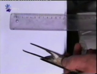 Las golondrinas radiactivas de Chernobil (Estres oxidativo)