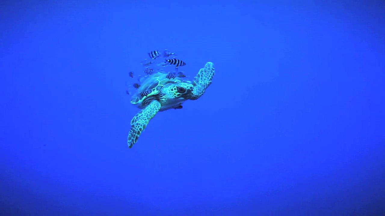 Exposition Pelagos - Regard du vivant