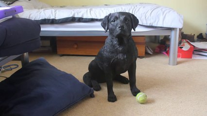 So impressive trained dog... Hilarious animal joke!