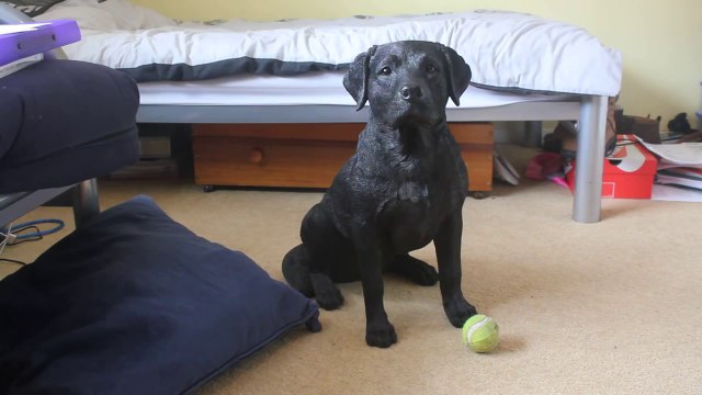 So impressive trained dog... Hilarious animal joke!