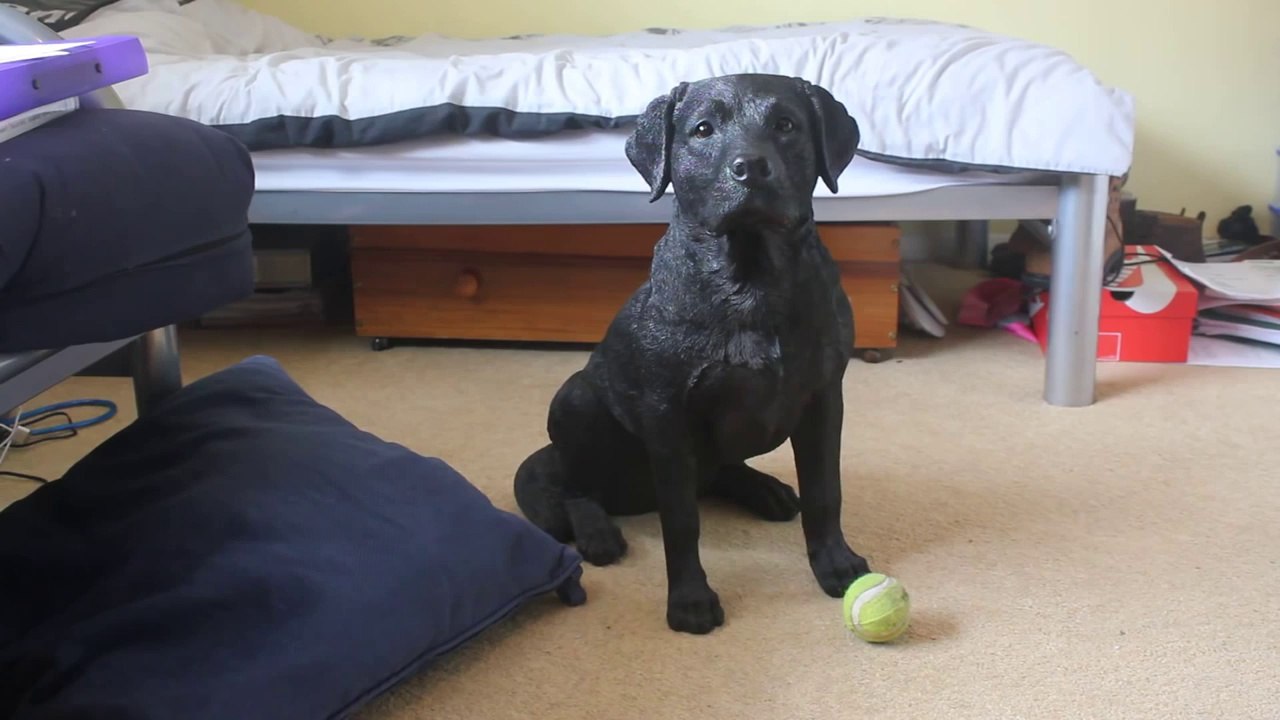 Chien dressé pour ne pas bouger... Jamais.