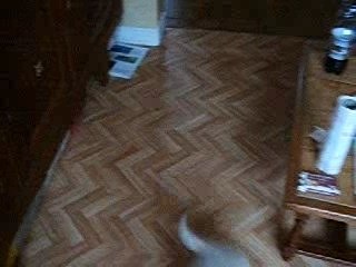 mon toutou à 9 semaines