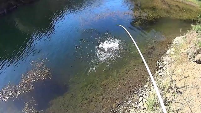 Largemouth Bass fishing Yamamoto Senko Wacky Rig