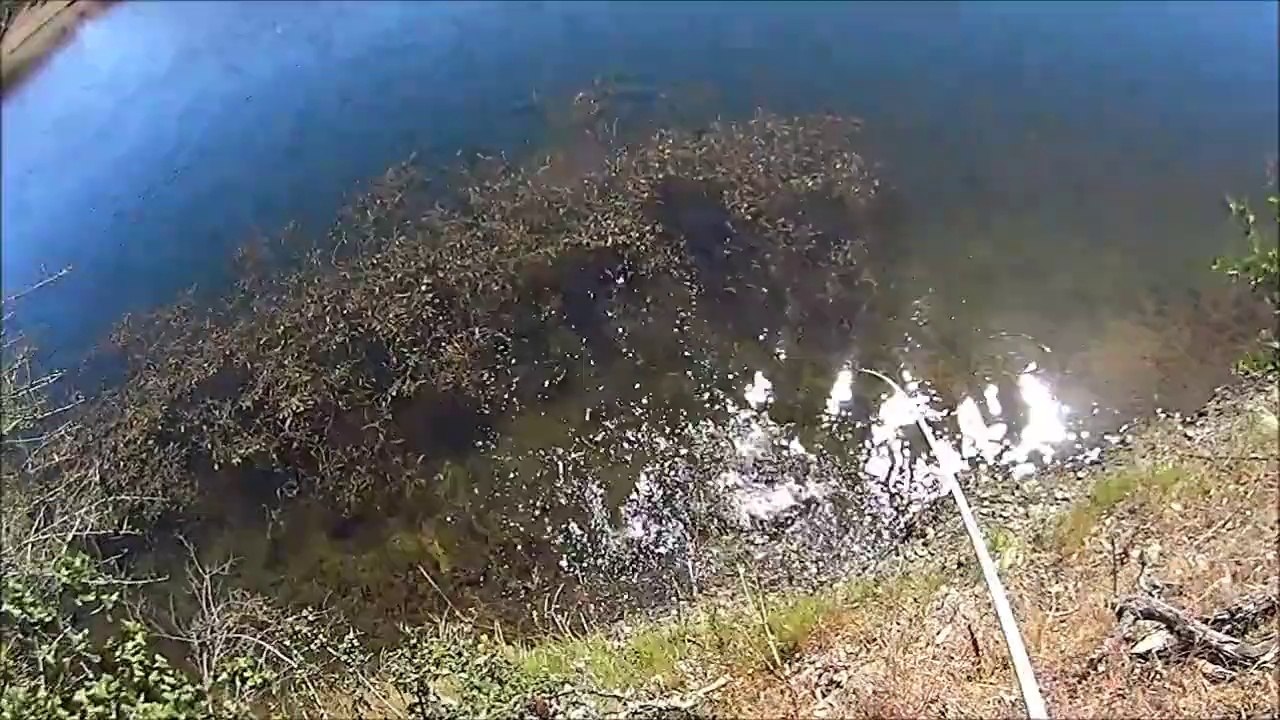 bottom lip Largemouth Bass Fishing Yamamoto Senko