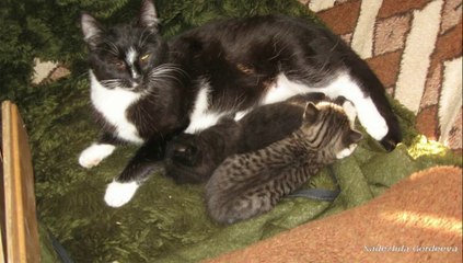 А У НАС НА ДАЧЕ ДАШКА РОДИЛА ДВОИХ КОТЯТ