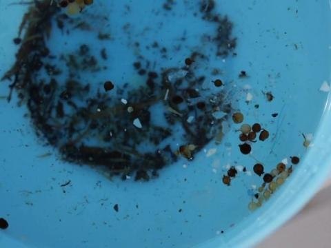 L'Expédition 7e continent continue - 04/06