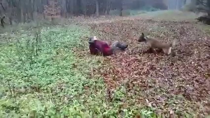 This dog is better than an NFL player...