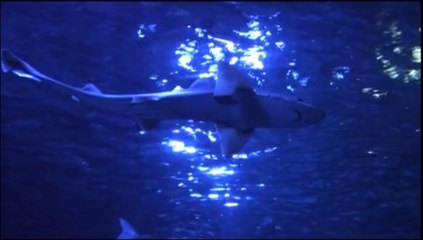 PLONGEE SOUS MARINE à LEVALLOIS