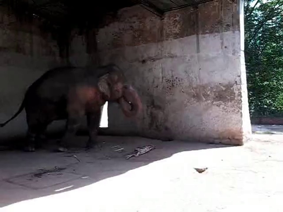 Elephant  in Mood