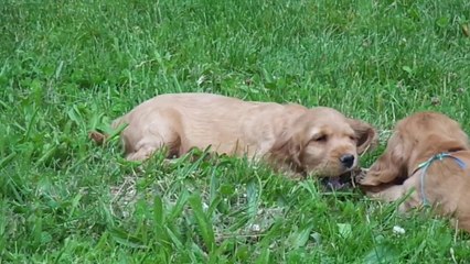 cocker anglais au coeur du rougier