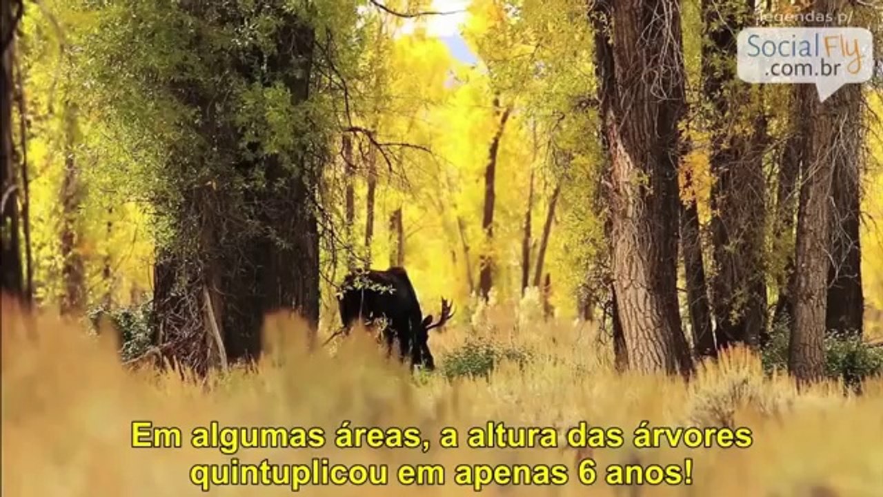 Como os lobos mudaram todo o ecossistema de um parque americano