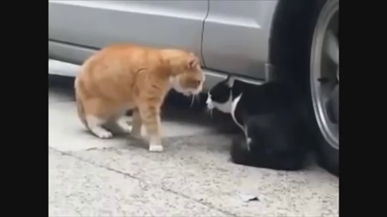 Funny Animals