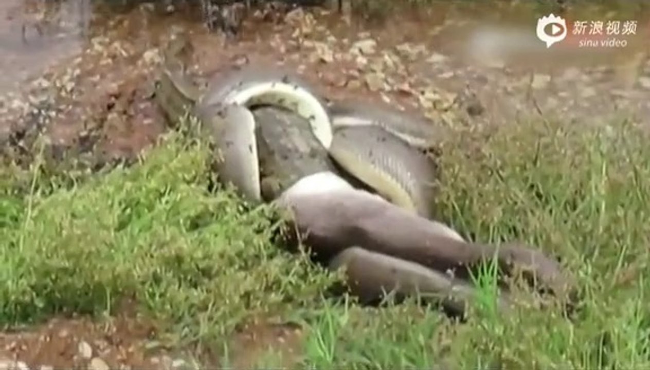 Snake eating crocodile