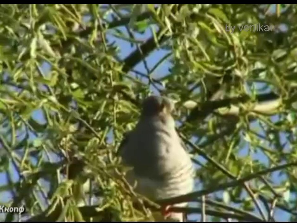 ЖЕКА - Кукушка