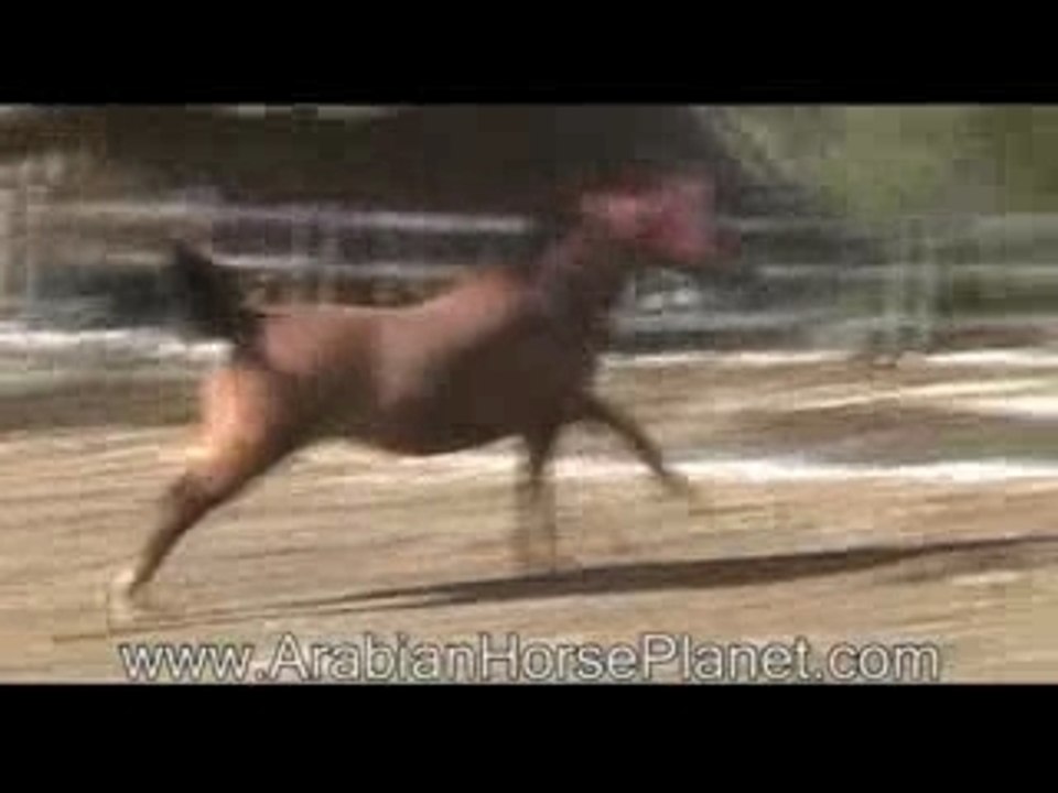 Arabian Horse Planet