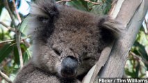 Koalas Hug Trees To Keep Their Cool, New Study Says