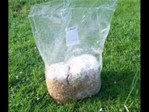 Mushroom ka beej (spawn) aur Tissue culture Dr.Ashraf Sahibzada