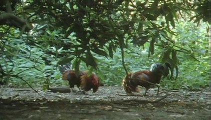 Pets in the Wild - Episode 1 of 5 - Beasts of the Field