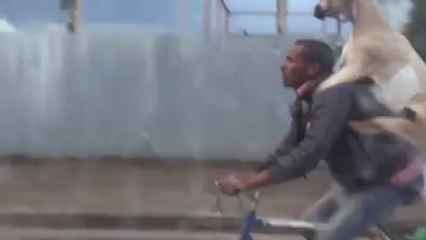 Keçisi İle Birlikte Gezintiye Çıkan Adam..