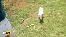 Köpek ile kobra yılanının ölümcül kavgası