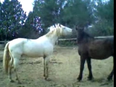 chevaux qui font connaissance