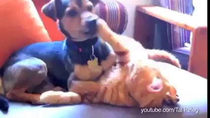 kediler ve köpekler