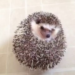 Yavru kirpi görmeyenler varmış . Buyrun izleyin